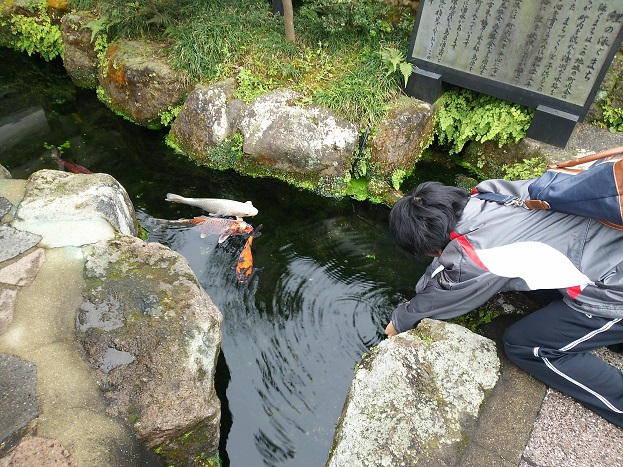鯉の泳ぐまち・島原