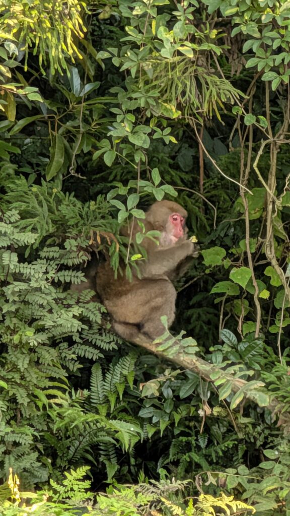 野生生物が出現!